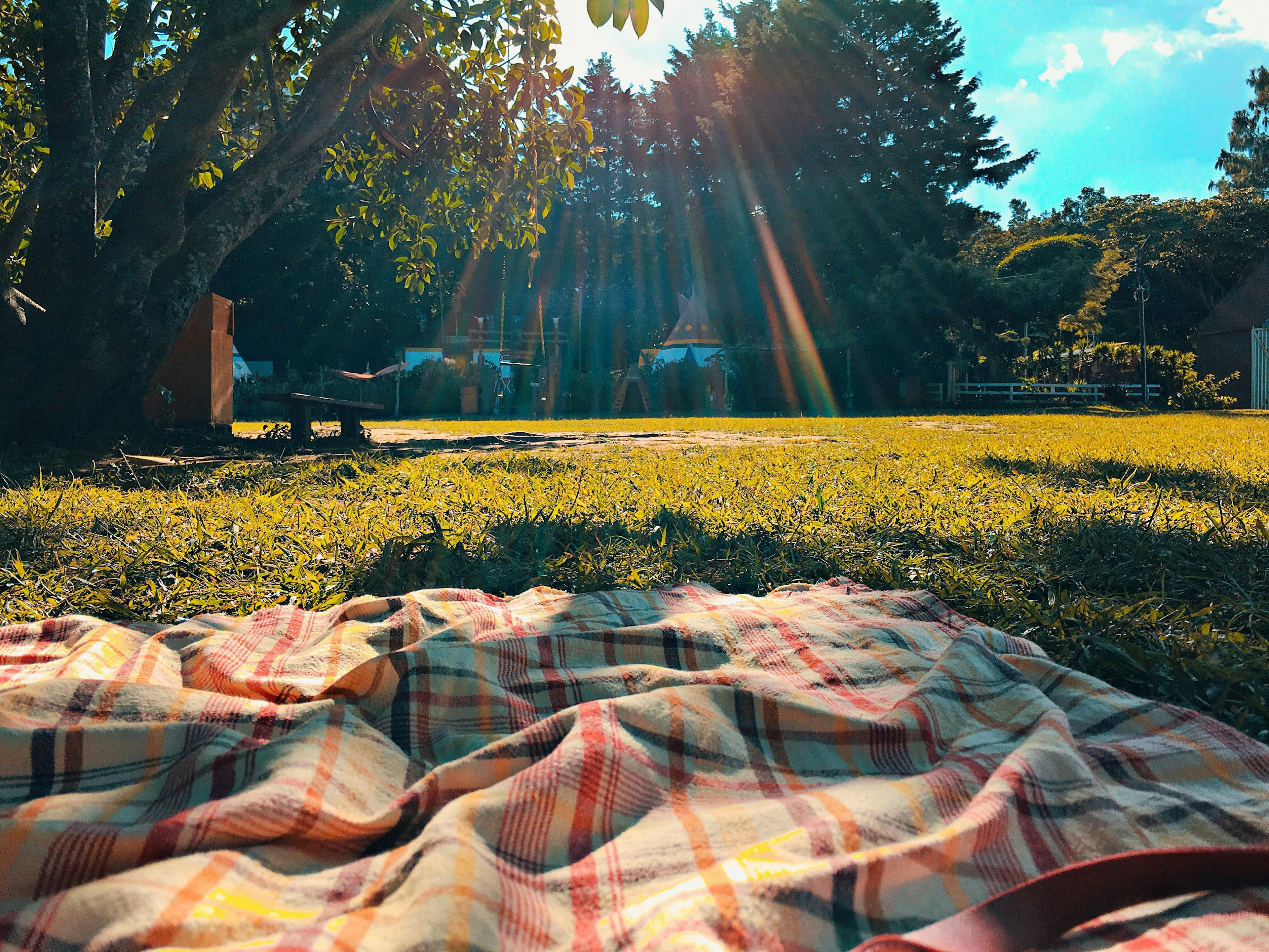 picnic, lawn, greenery, grass, trees, sunshine