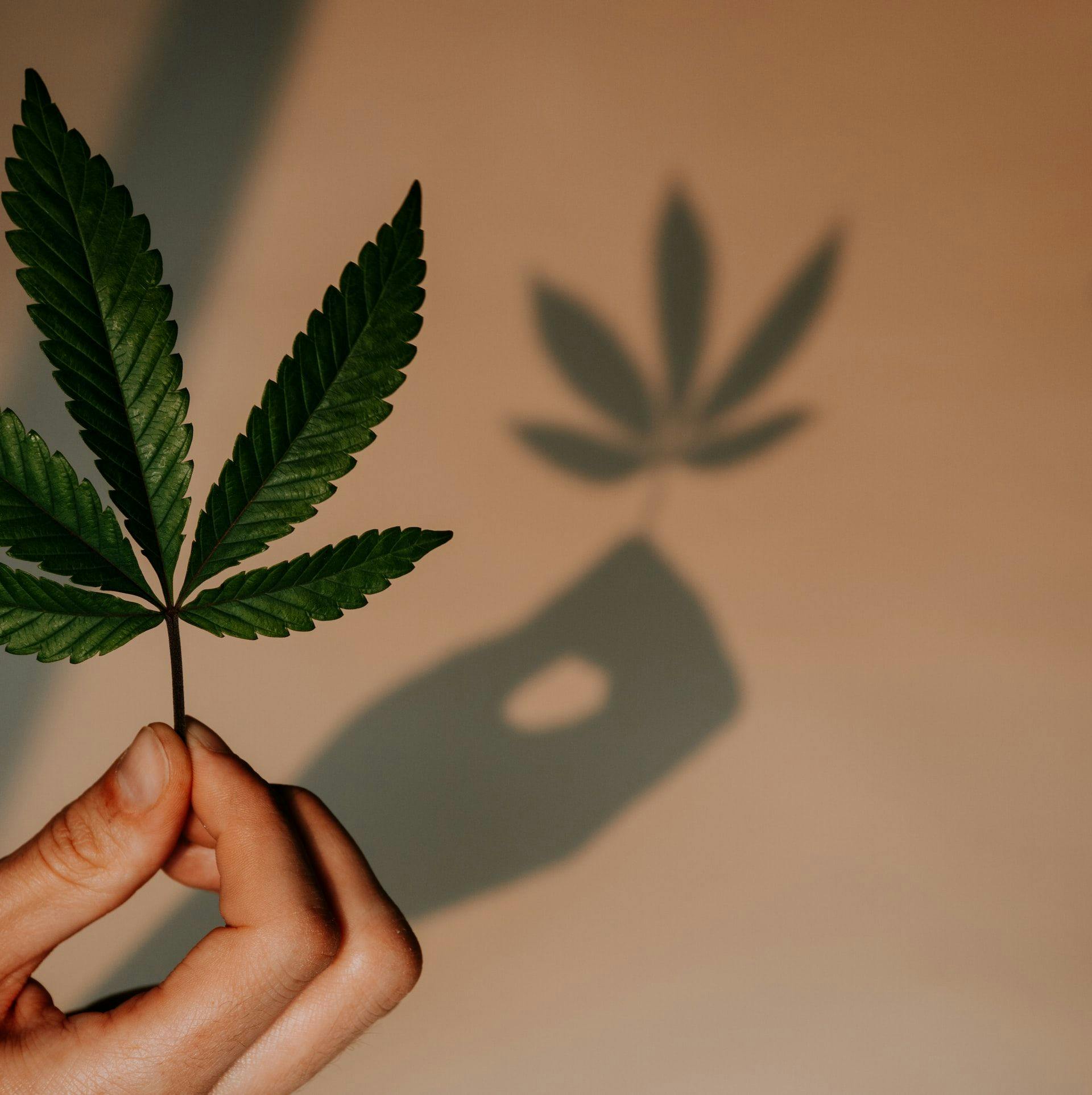 EU calls for streamlining cannabis legalization rules