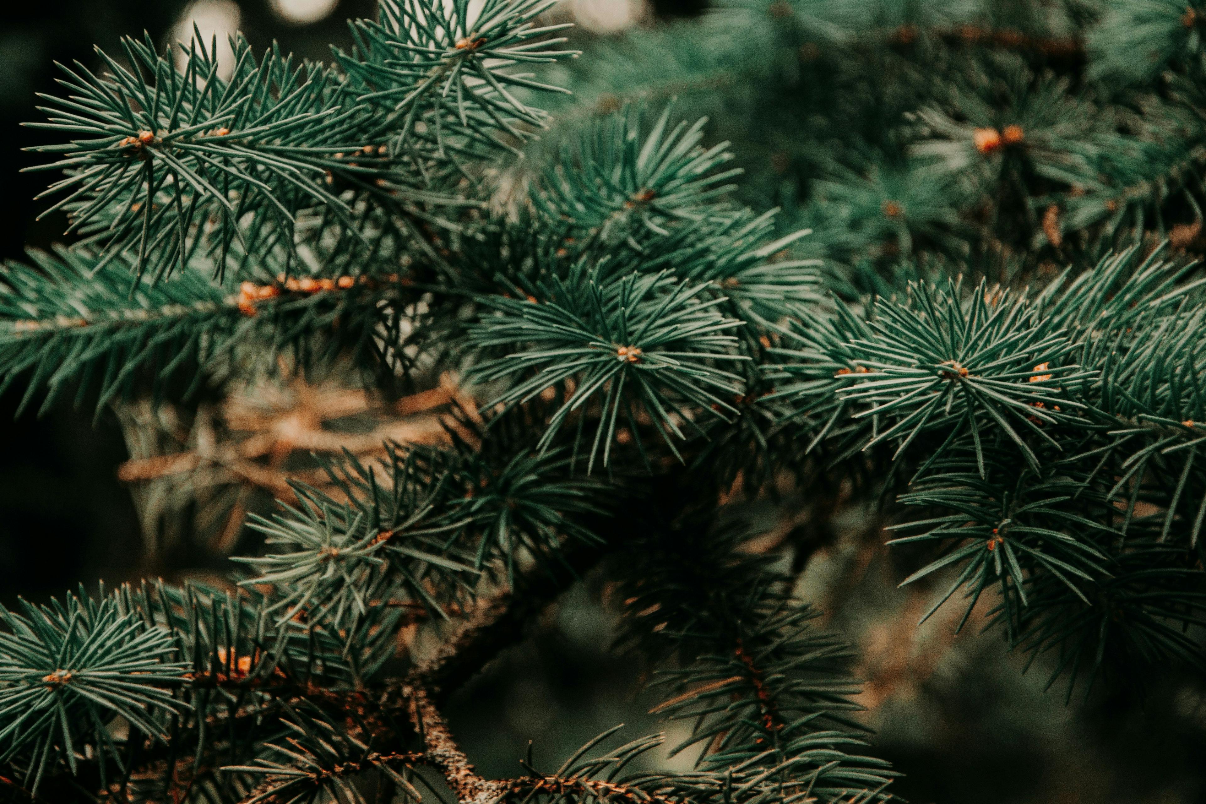 Where to buy a Christmas tree in Luxembourg and how to dispose of it afterwards