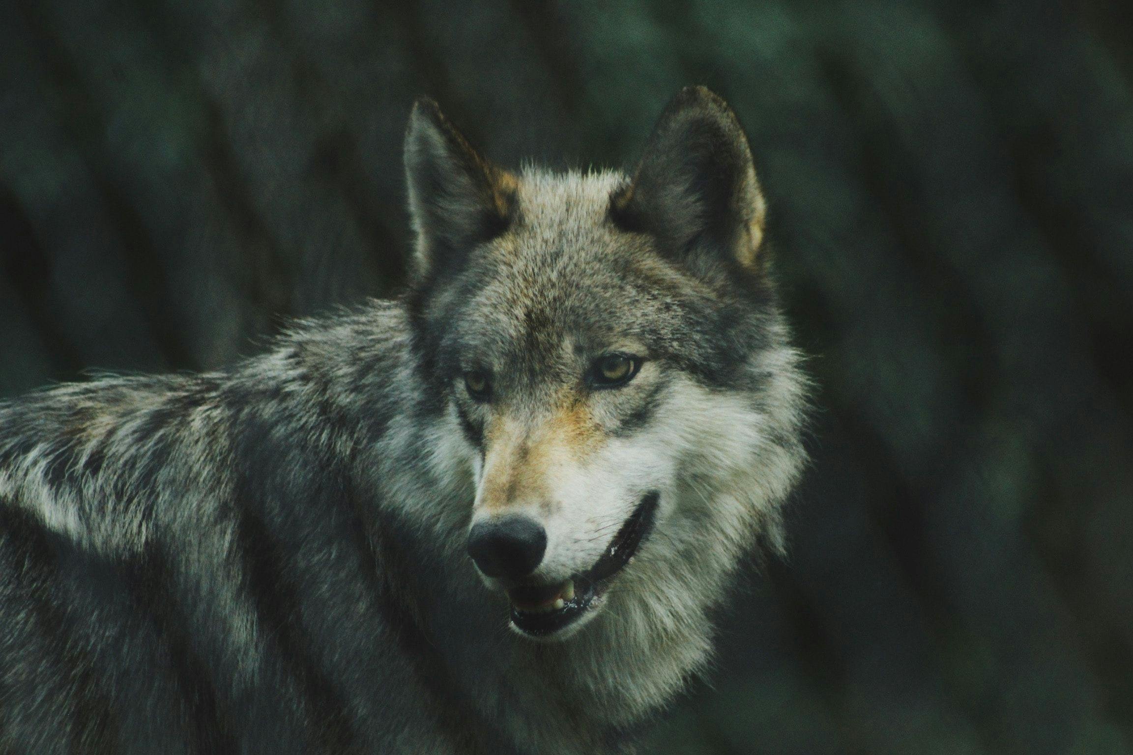 Wolf, picture, Europe