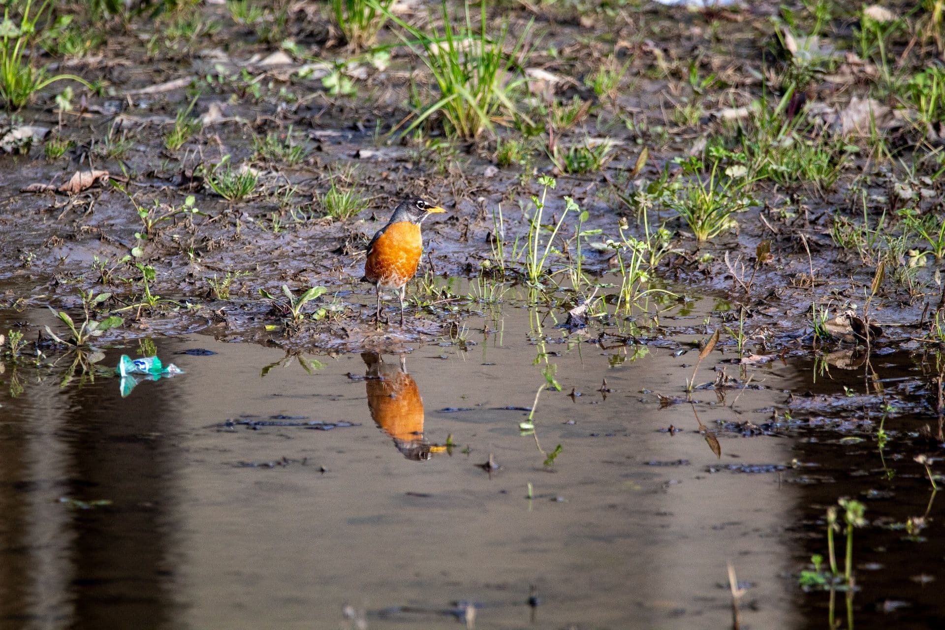 The rivers and creeks of Luxembourg under threat