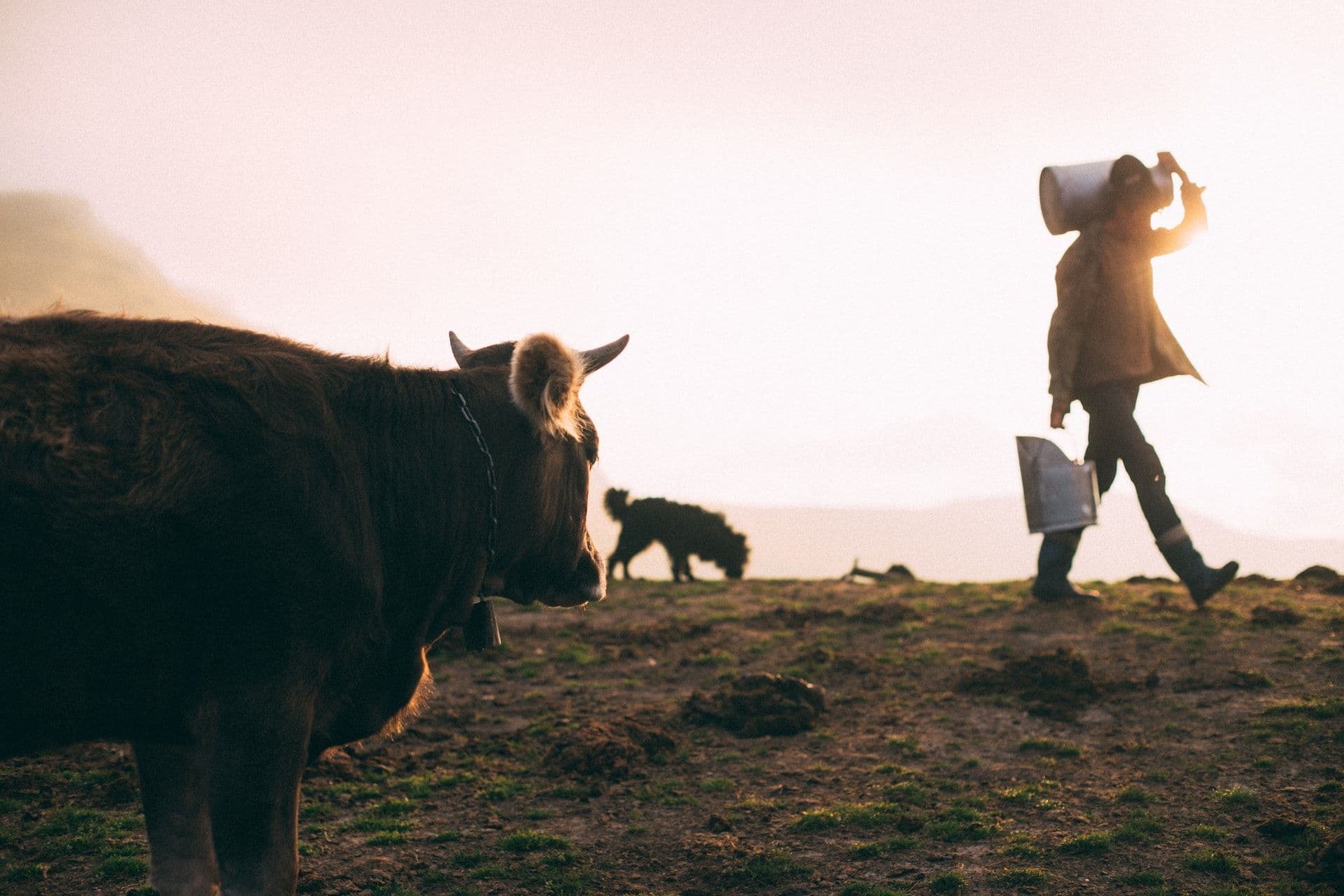 Milk in Luxembourg will be produced without CO2 emissions by 2050