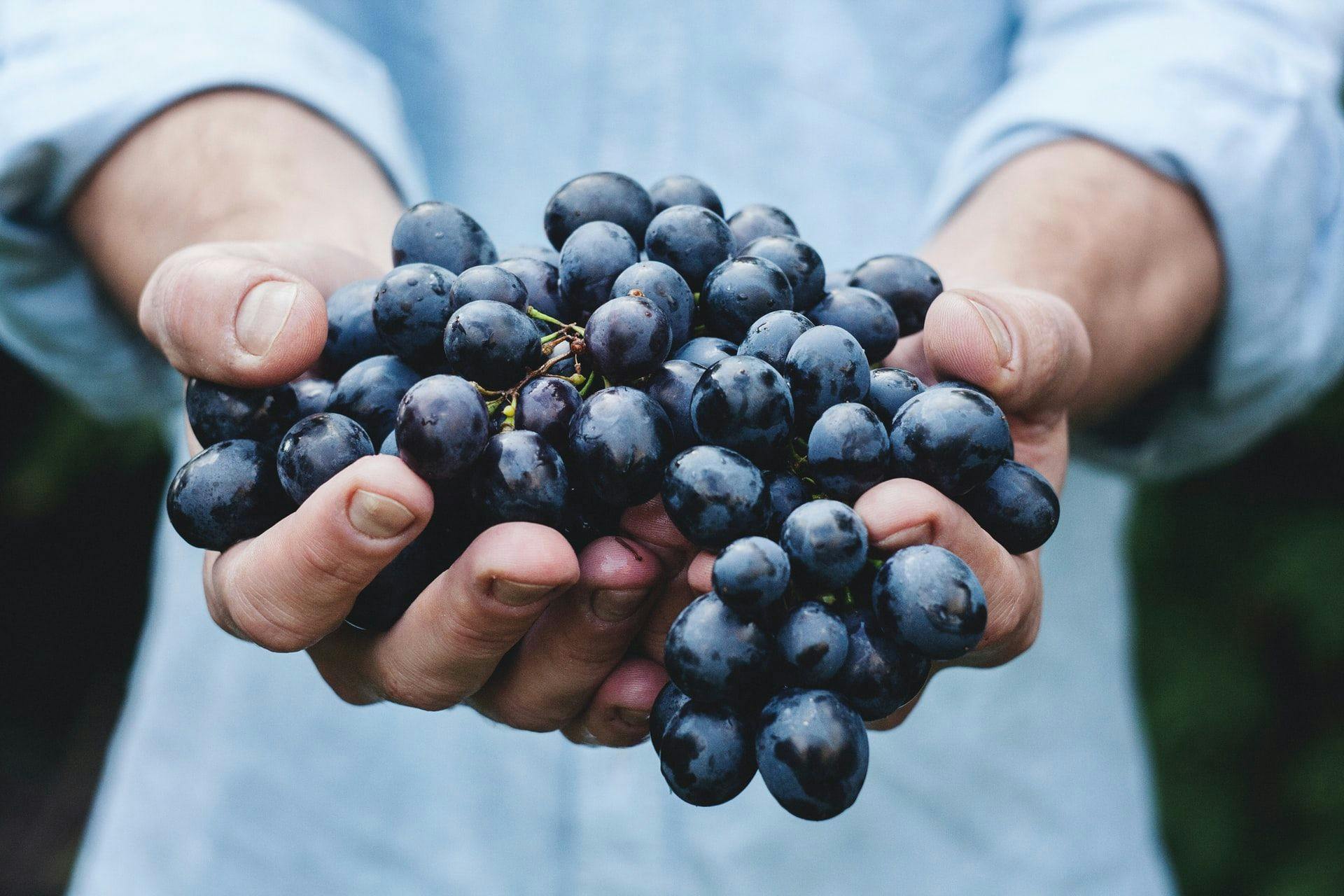 Виноградари Люксембурга потеряли почти 50% урожая из-за дождливого лета