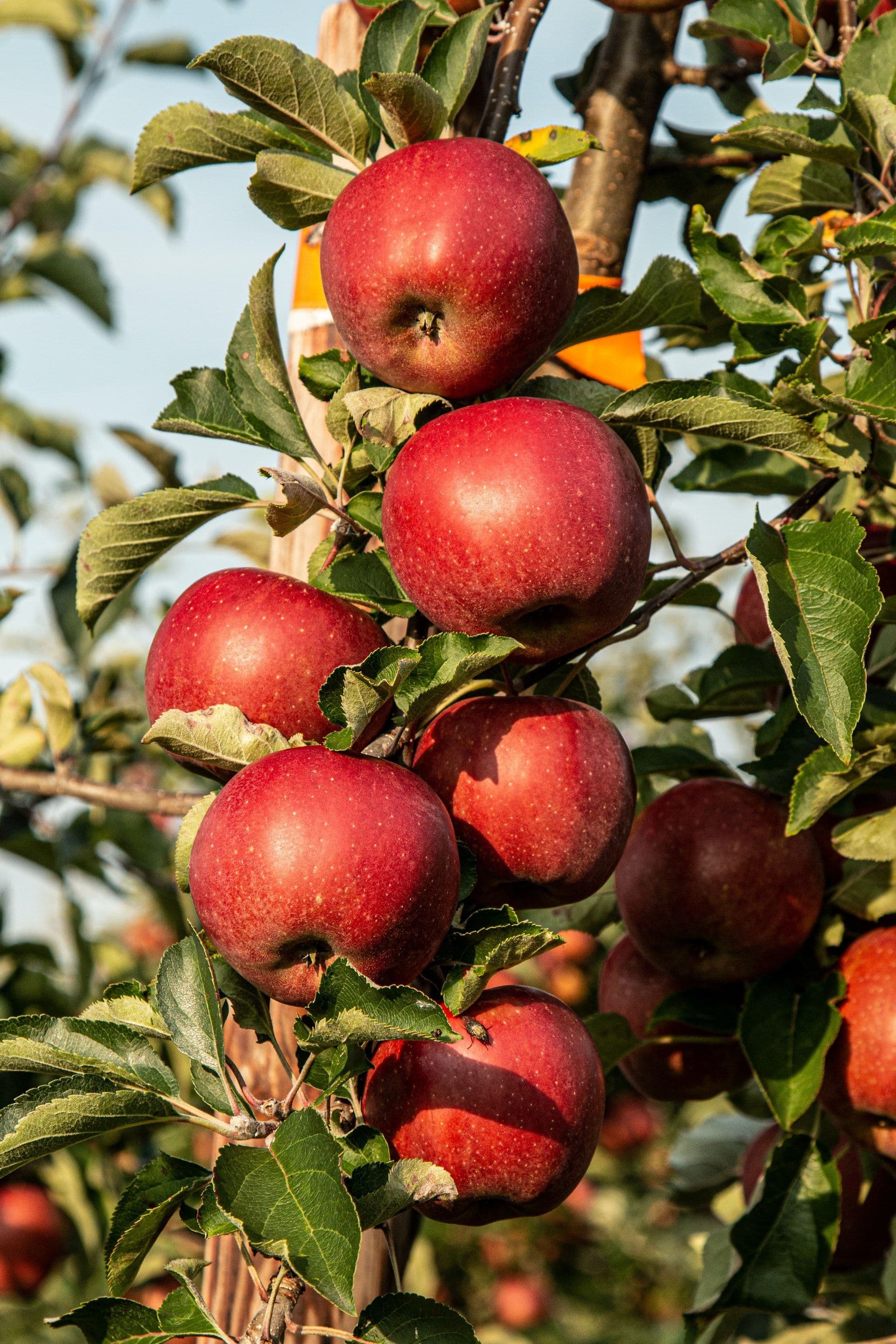 Fruit picking allowed for free from trees marked with a yellow ribbon