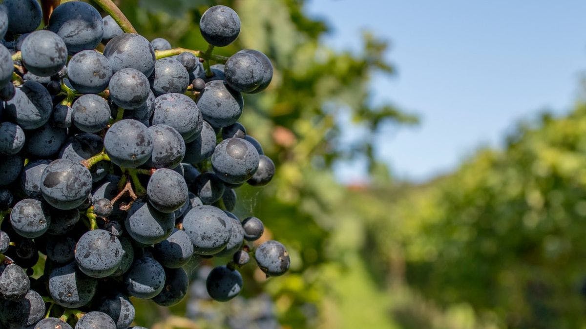 Винодельни вдоль Мозеля открыты для посетителей 5 и 6 июня
