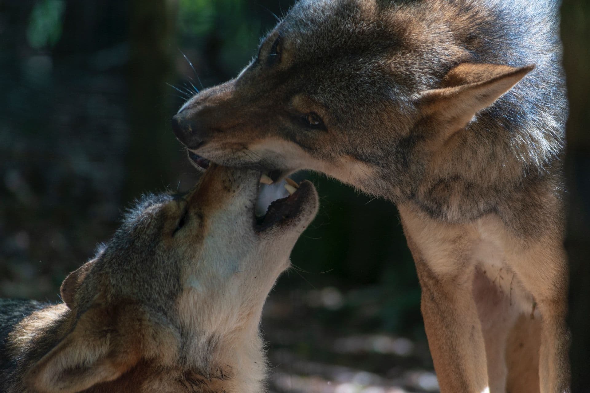 Wolves in Luxembourg interfere with hunters