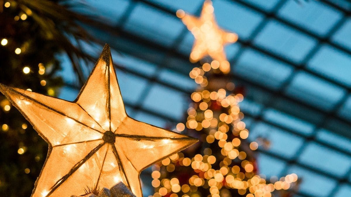 Никогда не рано: Люксембург ищет новогодние елки