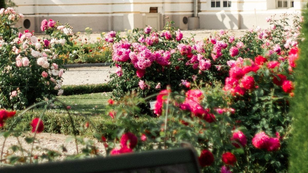 В честь 100-летия дипломатических отношений с Латвией в Люксембурге посадили розы