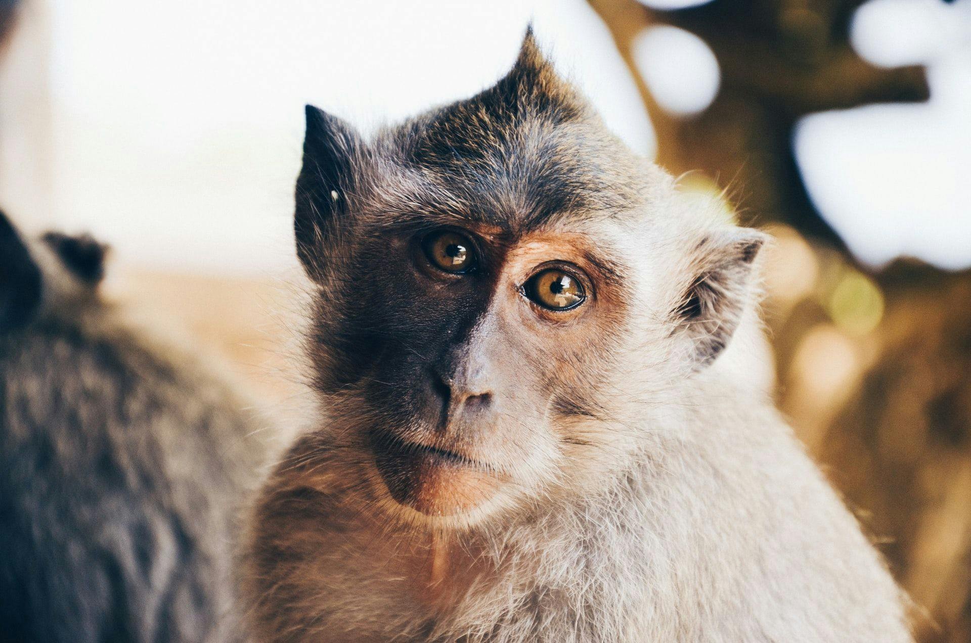 Оспа обезьян — глобальная угроза здоровью, объявила ВОЗ