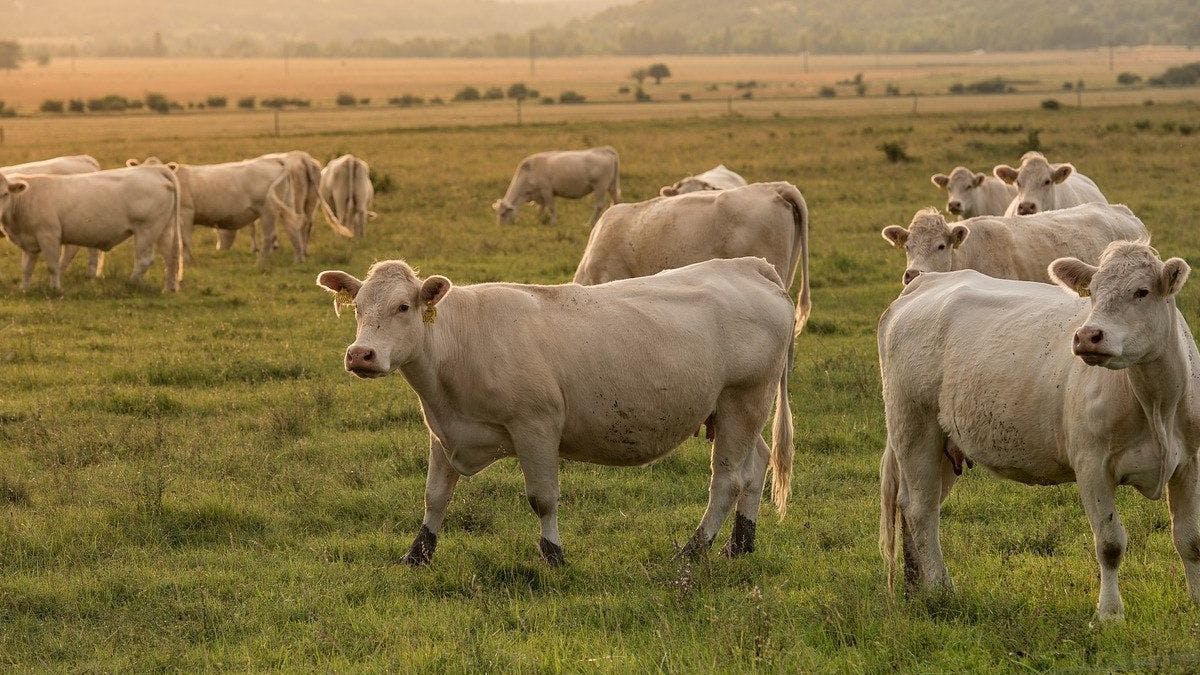 В Люксембурге, как и во всей Европе, выросли цены на удобрения и корма для скота