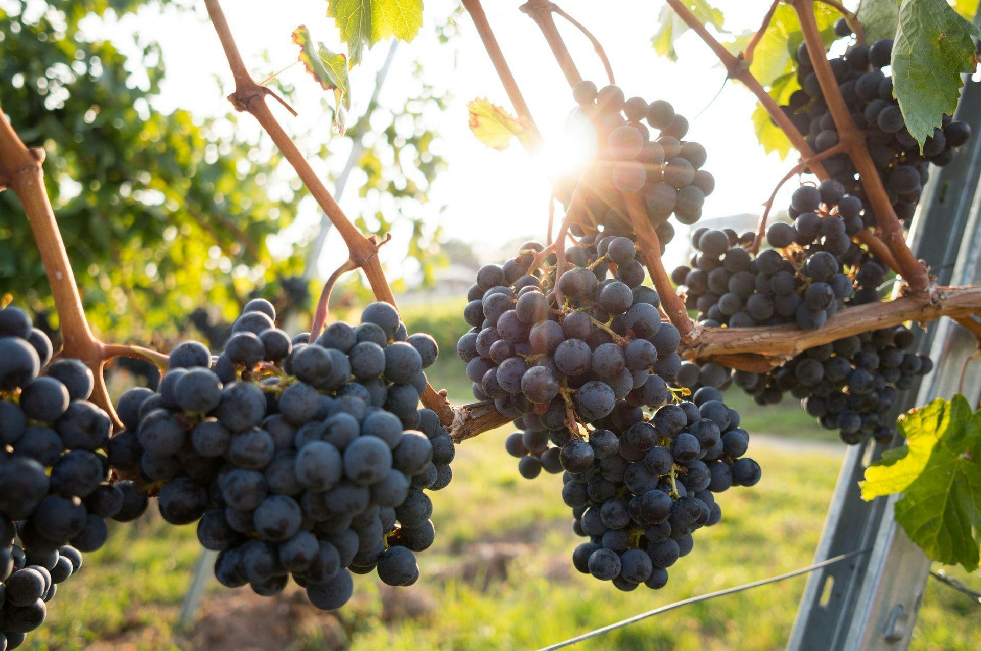 Сбор урожая винограда в Люксембурге начнется позже из-за погоды