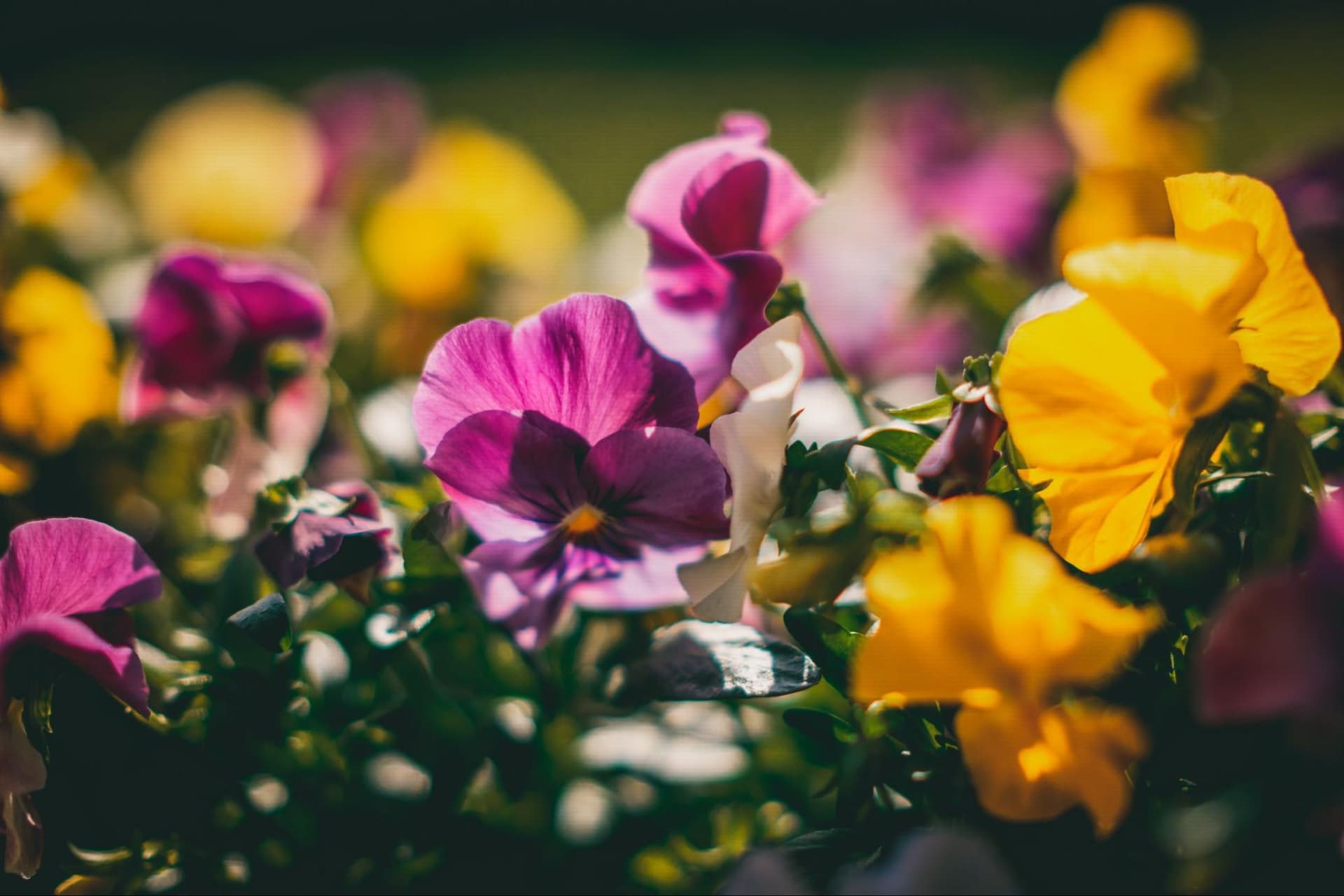 Stiefmütterchen sind die Blumen, die die Menschen an Allerheiligen gewöhnlich auf die Gräber legen. Foto von Raimond Klavins, Unsplash