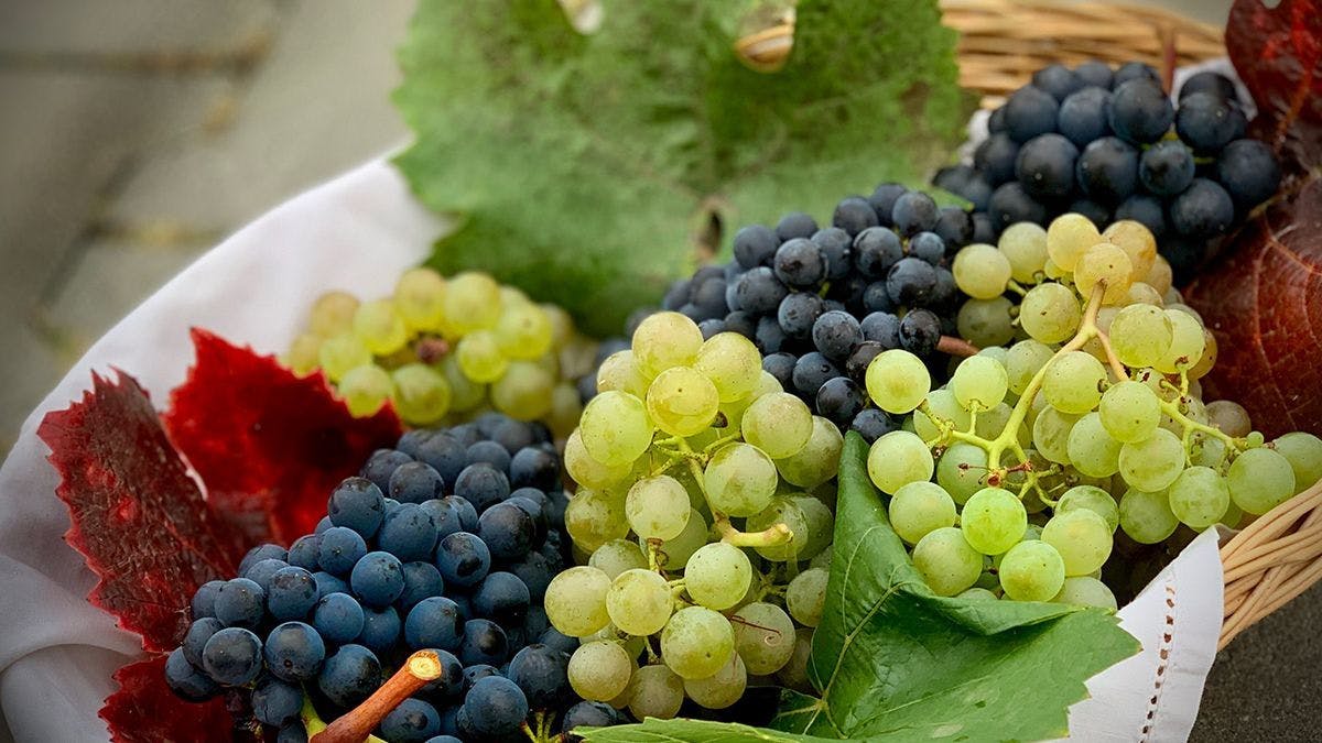 Сезон урожая: В Люксембурге не хватает сборщиков винограда