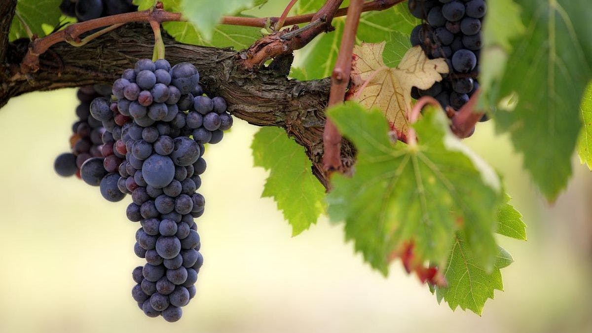 Виноградники Люксембурга выигрывают от глобального потепления