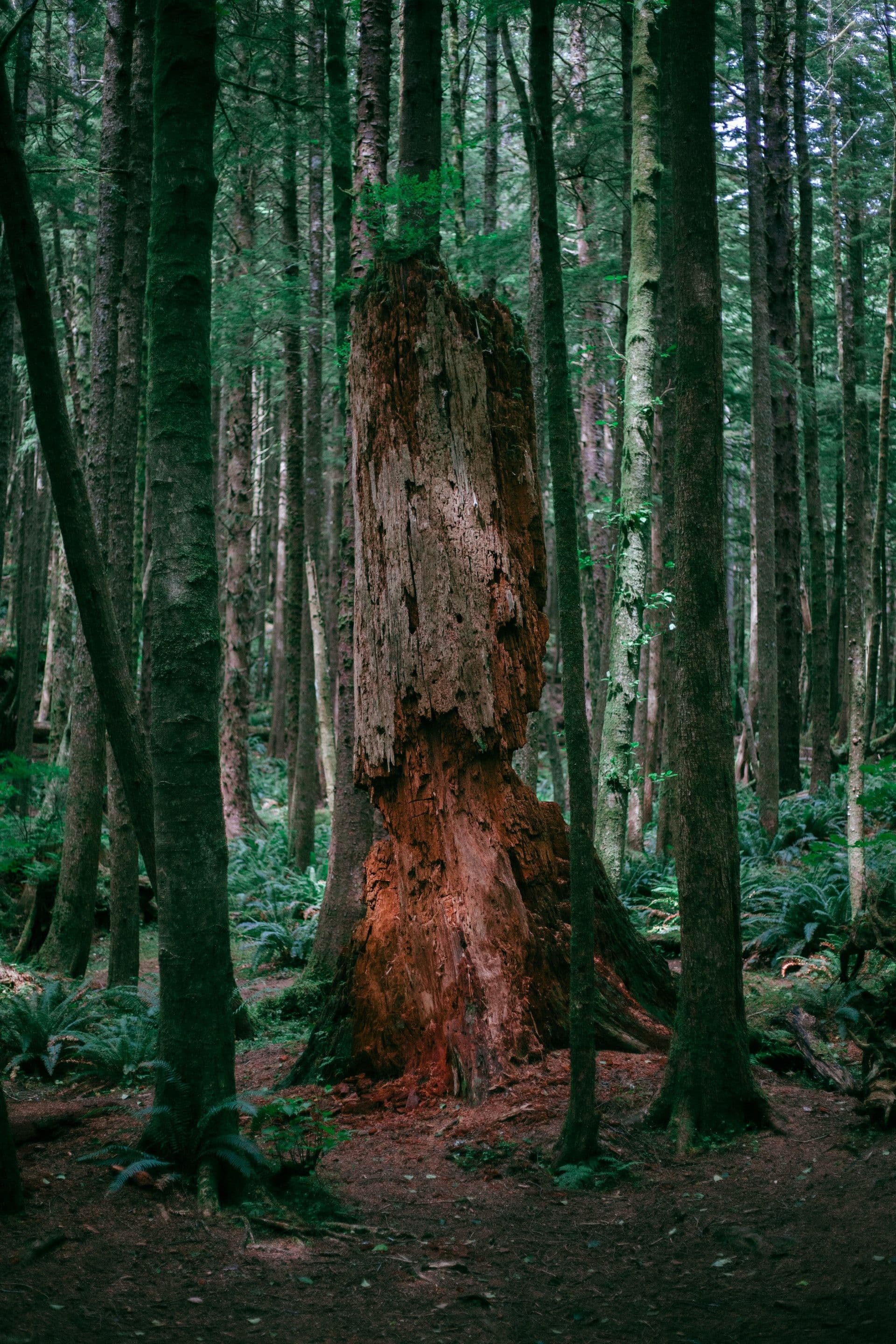 The forests of the Grand Duchy suffer from heat and drought