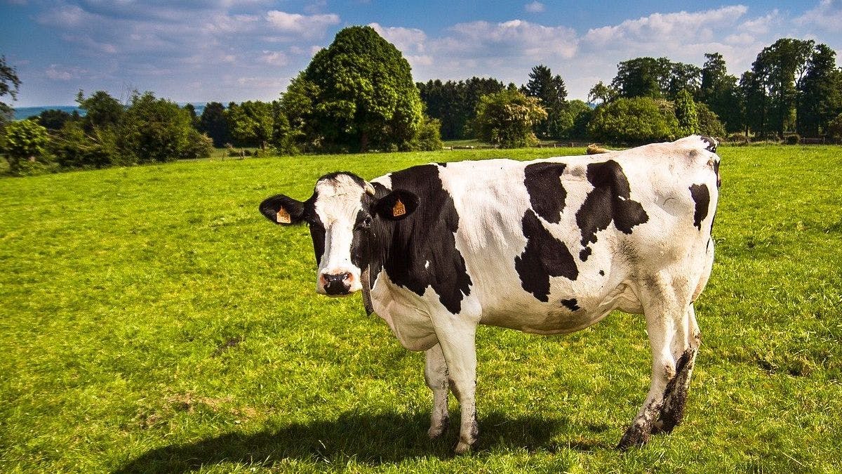Люксембург прекратит экспорт скота за пределы ЕС