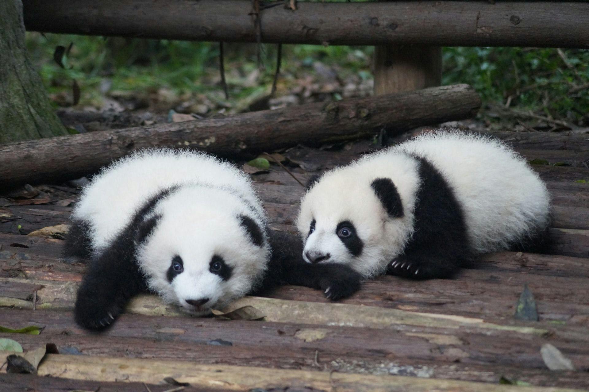 Во французском зоопарке Боваль панда родила близнецов