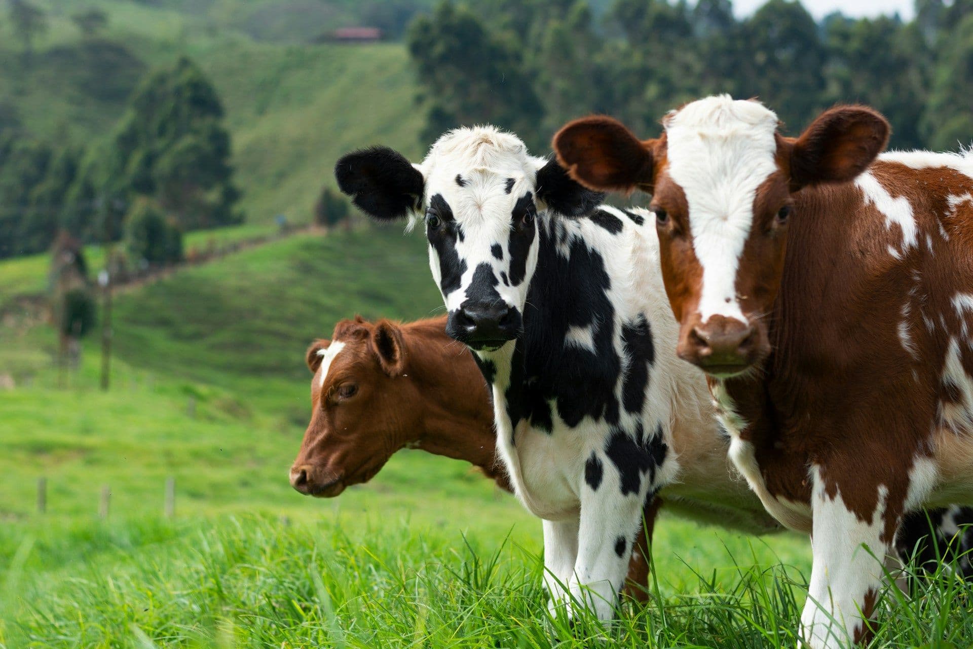 Milk contracts in Luxembourg