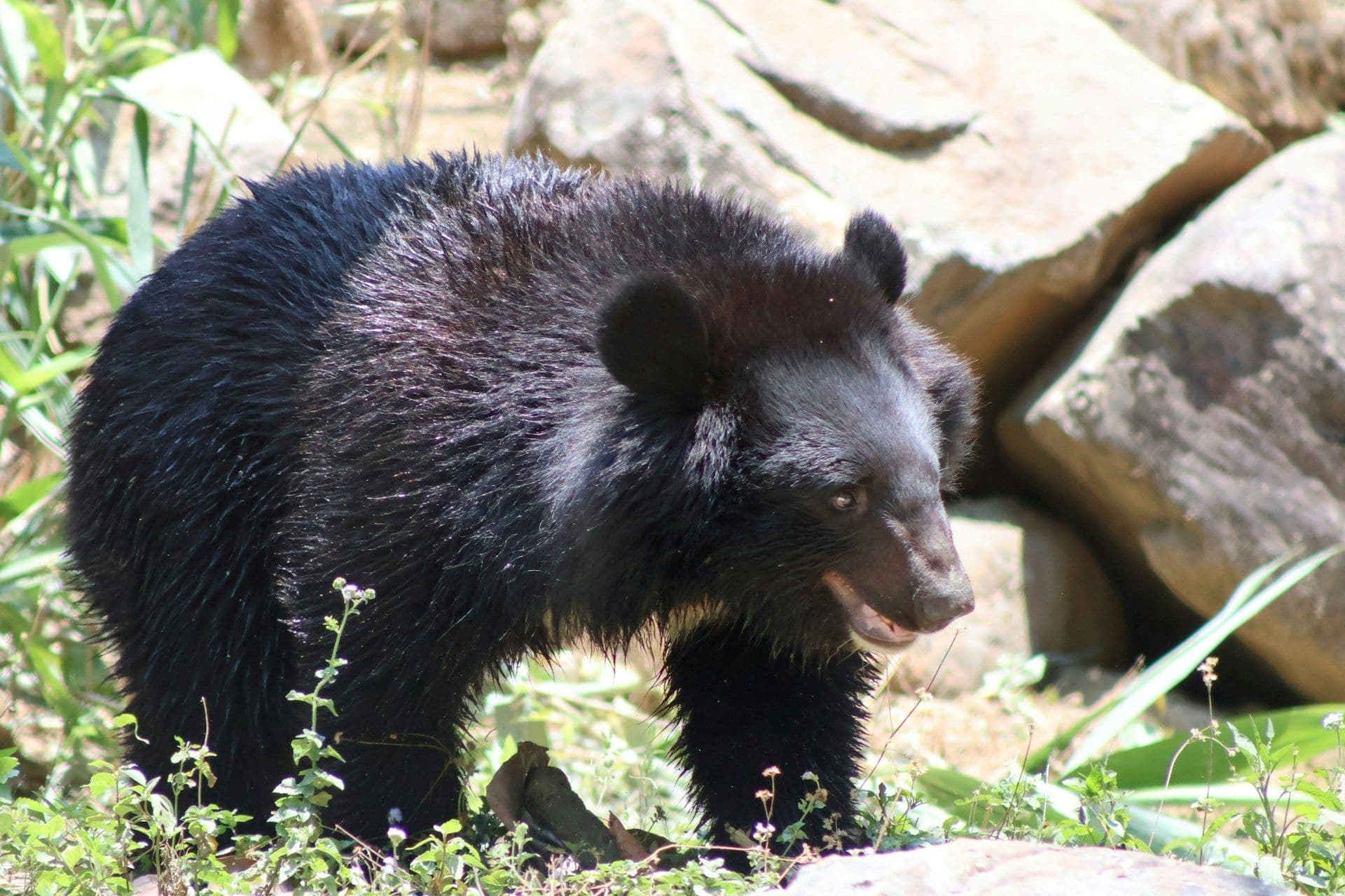 Bile bears in Luxembourg