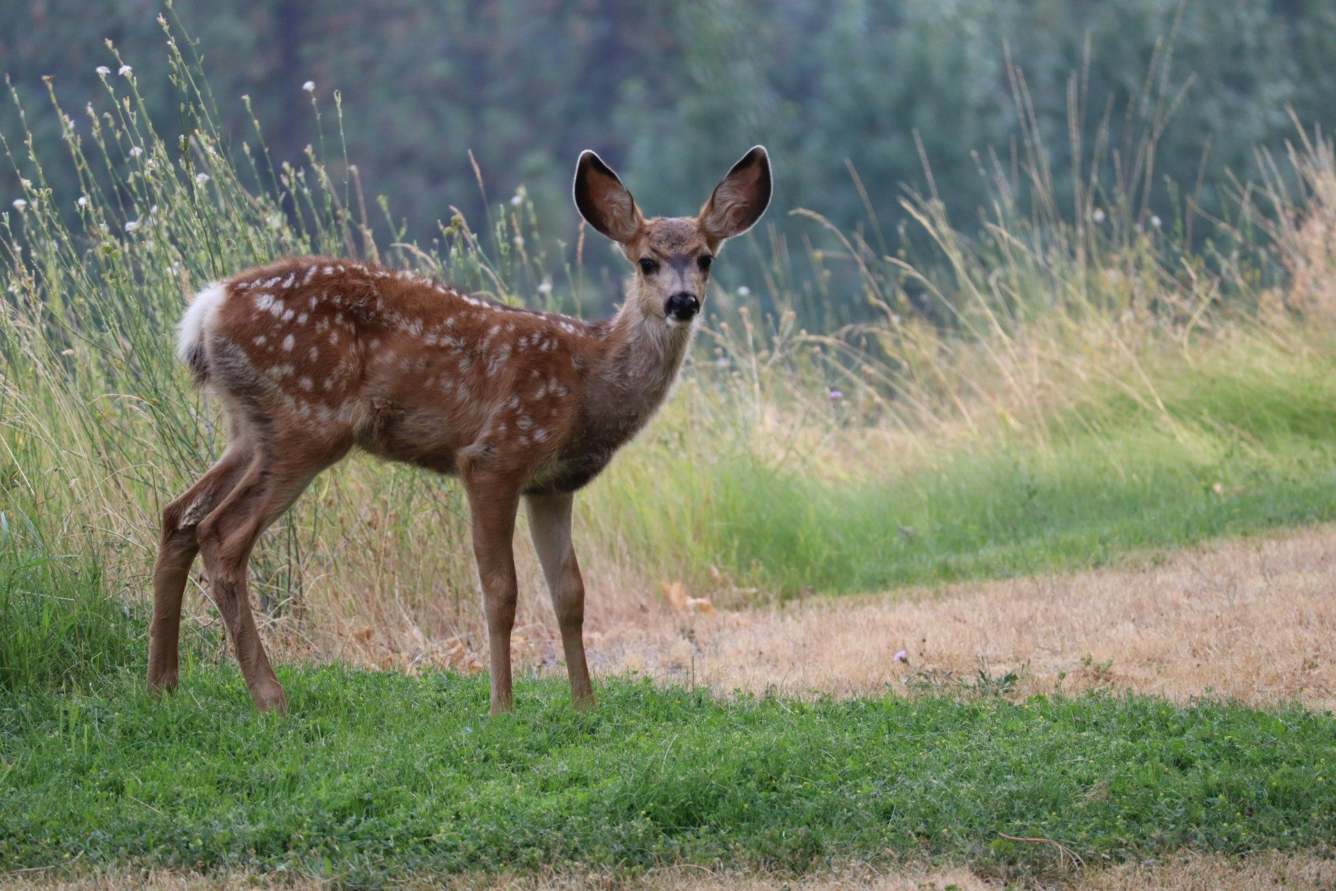 350 fawns have been rescued from fields in Luxembourg
