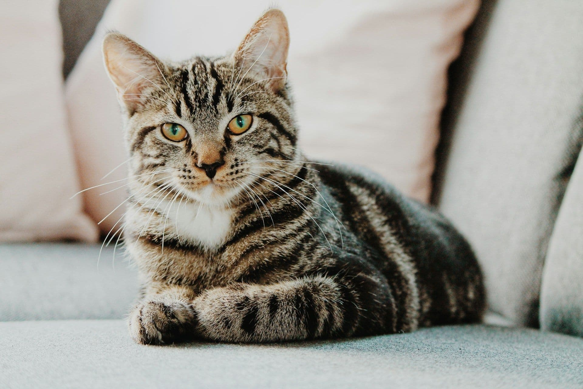 So adoptieren Sie eine Katze in Luxemburg
