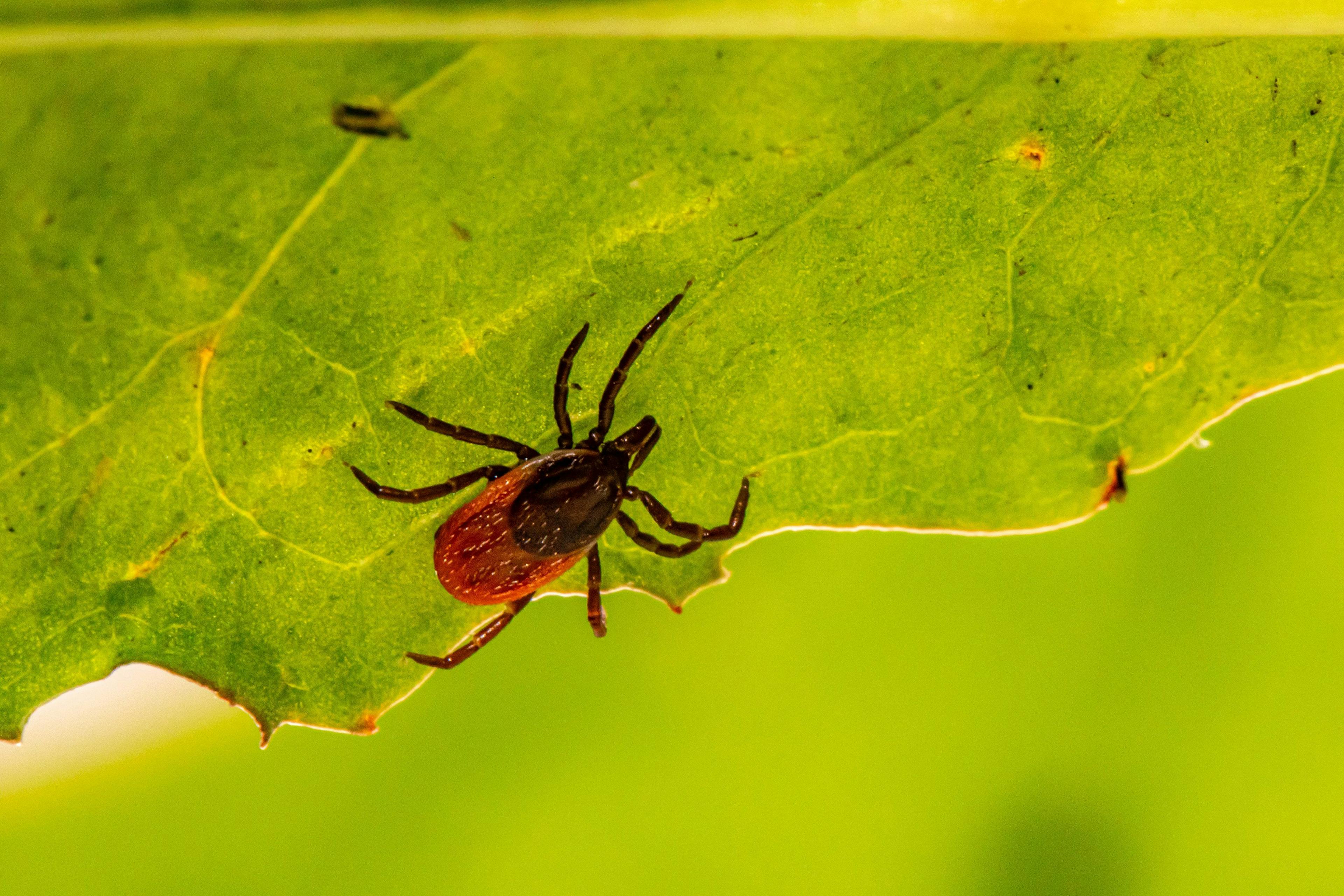 Tick season is open. What to do and how to protect yourself