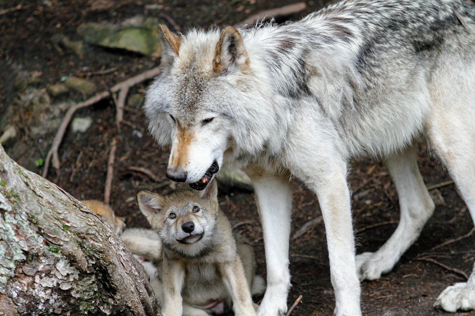 Wolves return to Luxembourg
