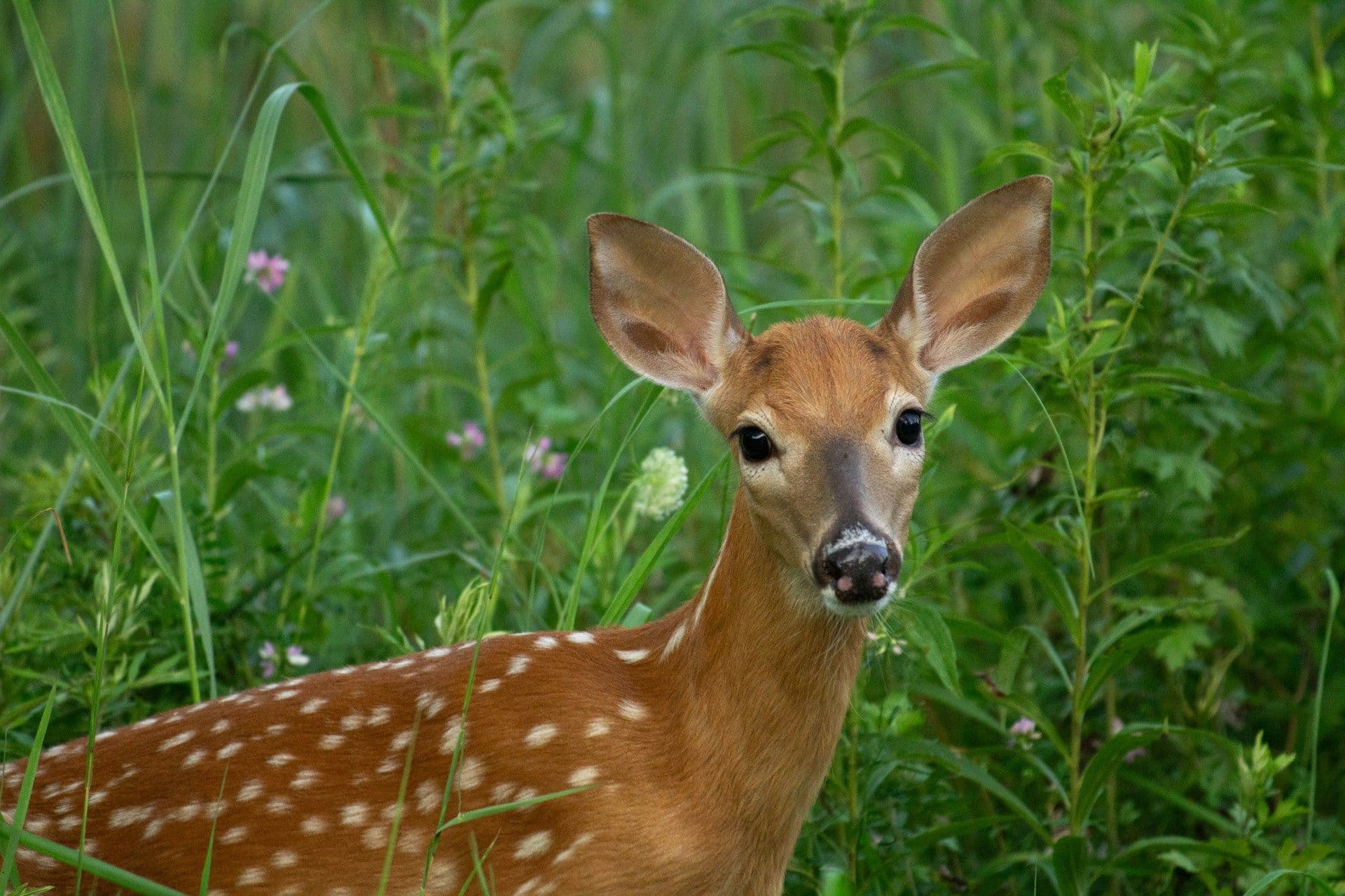 Fawns in Luxembourg
