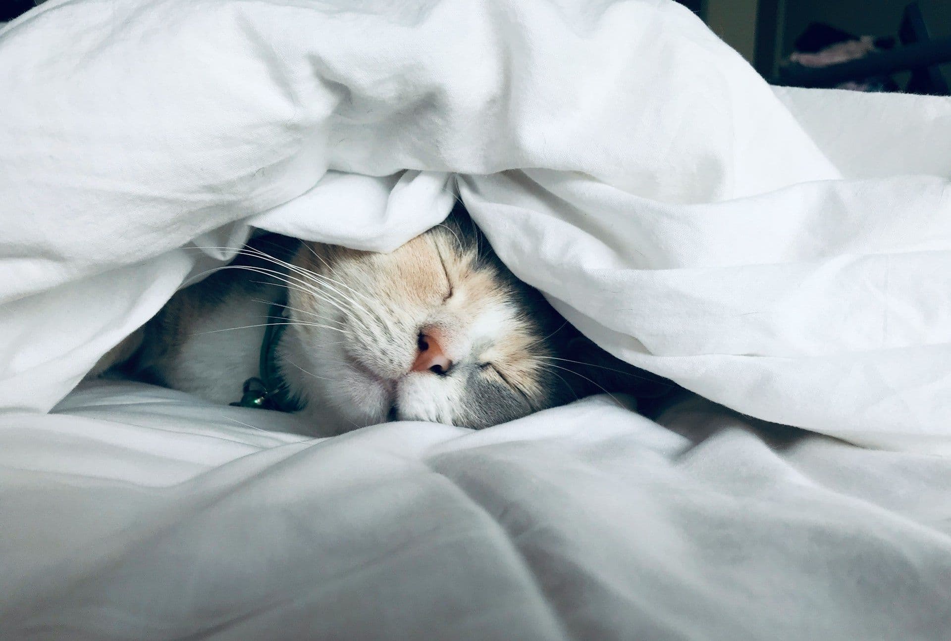 So adoptieren Sie eine Katze in Luxemburg
