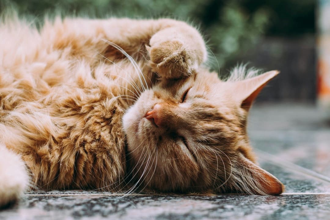 So holen Sie sich eine Katze in Luxemburg: Vorschriften, Unterlagen und praktische Tipps für 2026