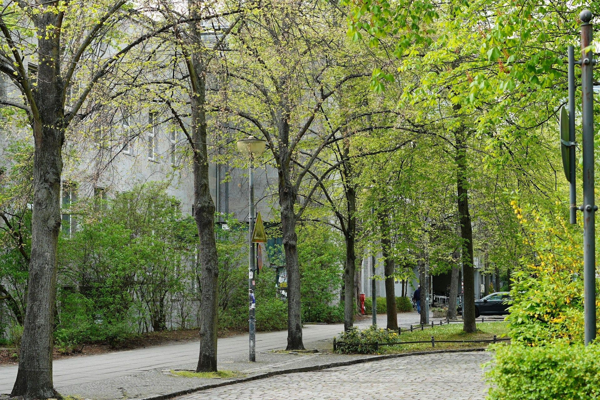 New trees on the Luxembourg streets