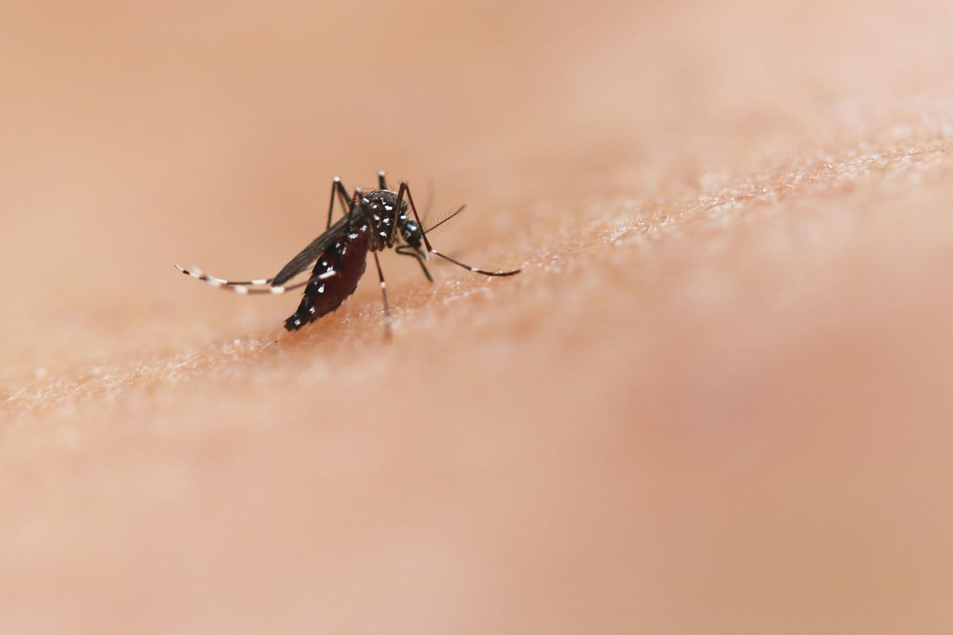 Aedes Mosquito, Asian Tiger Mosquito in Luxembourg