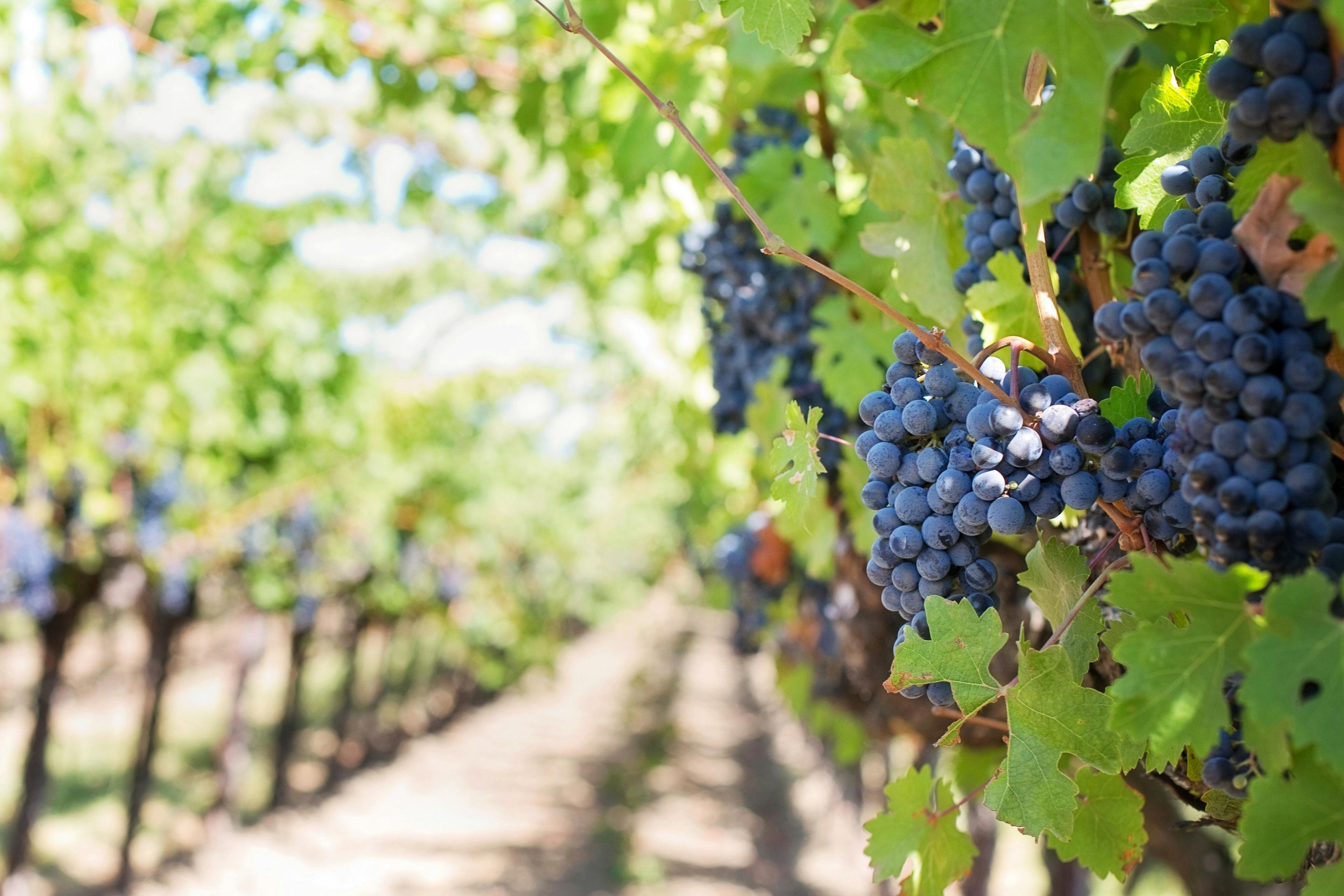 Сезонная работа на виноградниках скоро возобновится